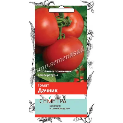 Семена томата \"Дачник\" агрохолдинг \"Поиск\" - «Свои помидоры уже 15 июня,  очень ранний сорт \"Дачник\"» | отзывы