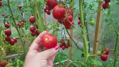 Семена томатов (помидор) Де Барао Царский Красный купить в Украине |  Веснодар
