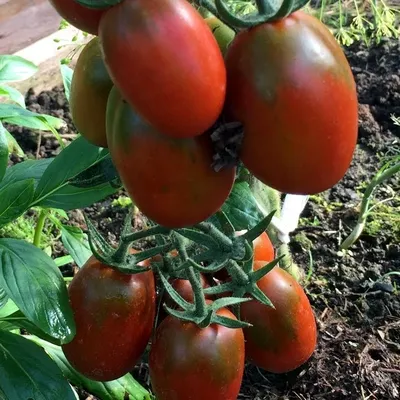 Купить рассаду томатов в Минске, Беларуси