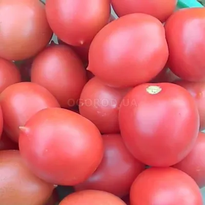 Семена Русский огород Томат Де Барао Оранжевый, 0,1 г - отзывы покупателей  на Мегамаркет