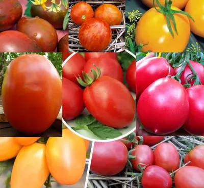 Семена томатов (помидор) Де Барао Шоколадный купить в Украине | Веснодар