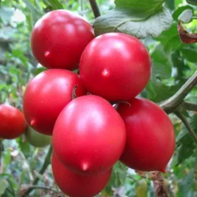 Семена томат Де барао черный \"СадОк\" - «Отличные томаты для вяления!» |  отзывы