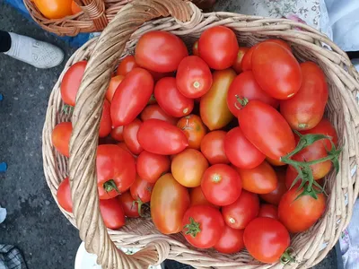 Семена томат СеДеК де барао розовый 12959 1 уп. - отзывы покупателей на  Мегамаркет