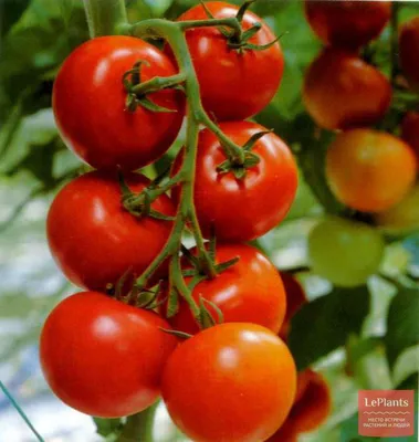 Помидоры Дубрава: описание сорта. Беспроблемные раннеспелые томаты |  Лайфхаки и полезные советы | Дзен