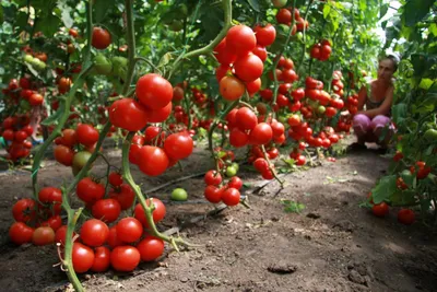 Семена помидоры \"Дубрава\" 20 шт. купить в Могилеве