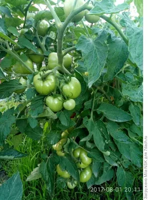 Семена томат Русский огород Дубрава 410206 1 уп. - отзывы покупателей на  Мегамаркет