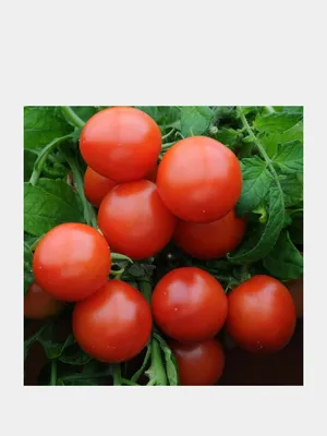 Семена: томат Дубрава 0,05 г - 5 уп, ультраскороспелый высокоурожайный,  Гавриш — купить в интернет-магазине по низкой цене на Яндекс Маркете