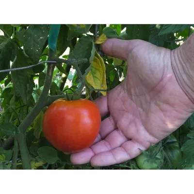 Дубрава - Альбомы - tomat-pomidor.com