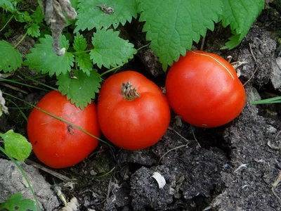 Семена томат Дубрава (Дубок) раннеспелый, низкорослый 0,1 г – купить семена  томат Дубрава (Дубок) раннеспелый, низкорослый 0,1 г в Переславле-Залесском