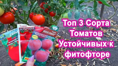 Томат Дубрава — секреты получения высокого урожая | Азбука огородника | Дзен