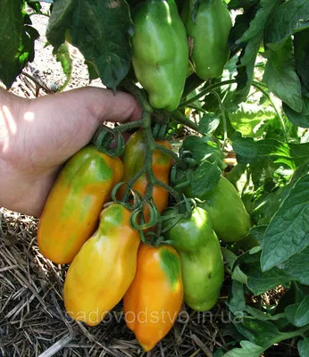 томат Эрос.jpg - Помидоры - tomat-pomidor.com