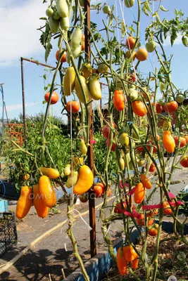 Семена томата Эрос - Pomidorki
