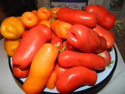 Бывший шахтер выращивает на даче 70 сортов томатов - KP.RU