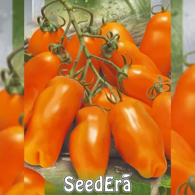 Томат Эрос семена купить ( индетерминантный, среднеспелый) Seedera, цена в  интернет-магазине Супермаркет Семян