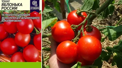 Сорт томатов Яблонька России, описание, характеристика и отзывы, а также  особенности выращивания
