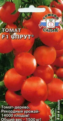 Сорта помидоров для открытого грунта: 15 лучших, которые дадут отличный  урожай - Дом Mail.ru
