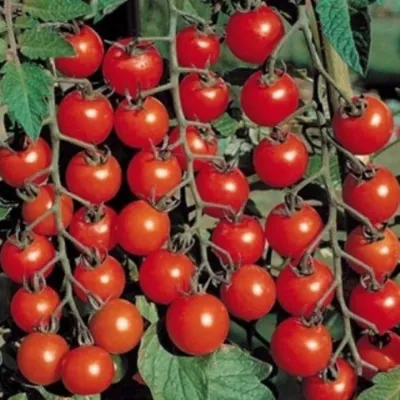 Семена томатов для открытого грунта — Лучшие сорта! - 4