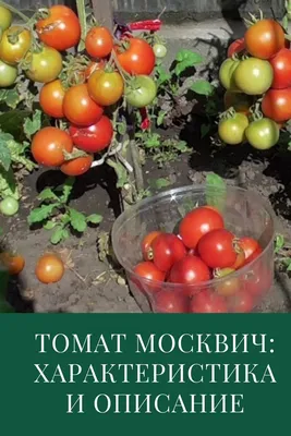 Яблонька России - Альбомы - tomat-pomidor.com