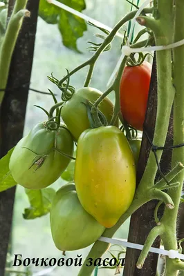 Семена томатов (помидор) Яблонька россии купить в Украине - Komirnyk