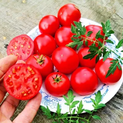 СОДЭБЦ рекомендует сорта и гибриды томатов для выращивания в открытом и  защищенном грунтах Самарской области - Ленты новостей, объявлений,  обновлений: ГБОУ ДО СО СОДЭБЦ