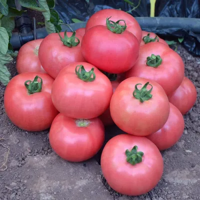 Цены на помидоры в Тюмени - 25 июля 2023 - 72.ru
