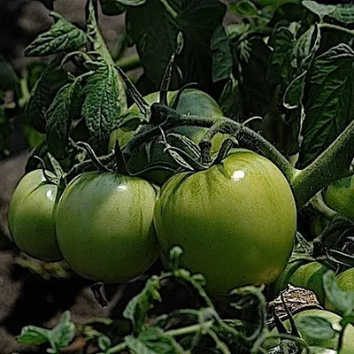 Оптимально для банок: 17 сортов томатов для цельноплодного консервирования  | На грядке (Огород.ru)