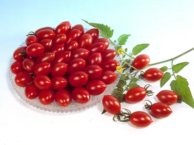 Томат Углерод (Карбон): характеристика и описание сорта | Выращивание  томатов, Помидоры, Огород