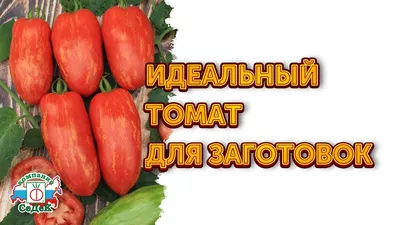 Семена Томат Каспар 2: описание сорта, фото - купить с доставкой или почтой  России