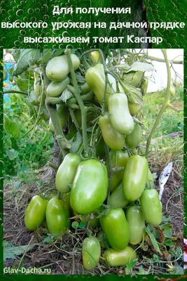 гибридный томат Каспар | Огород, Выращивание томатов, Семена томата