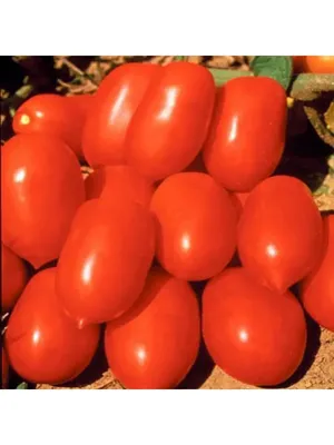 Томат \"Каспар\", семена купить по цене 69 ₽ в интернет-магазине KazanExpress