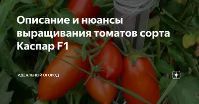 Семена Плазменные Семена Томат Каспар F1, 10 шт — купить в  интернет-магазине по низкой цене на Яндекс Маркете