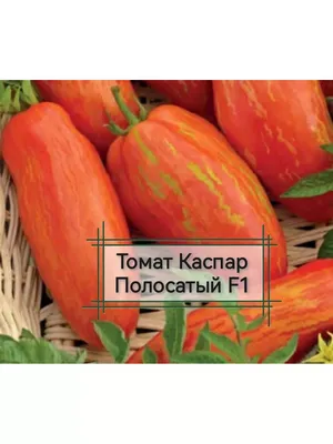 Семена Томат Пузата хата - купить по выгодной цене | Урожайка