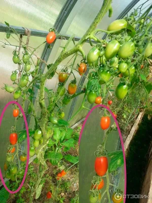 Семена томат Элитагро Каспар F1 1 уп. - отзывы покупателей на Мегамаркет