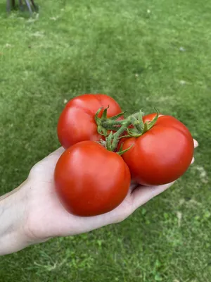 Ранние сорта томатов и помидоров: купить семена, описание, фото. - 2