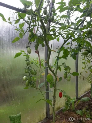 Какие томаты посадить в теплице – обзор 22 сортов (фото)! Отличная  подборка! | Флористикс Инфо | Дзен