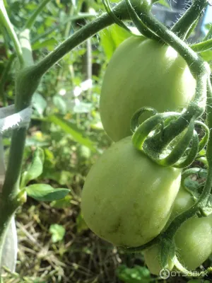 По отзывам подписчиков подобрал «урожайные» сорта томатов. 5 «фаворитов» из  10 (проверю на деле) | Идеальный огород | Дзен