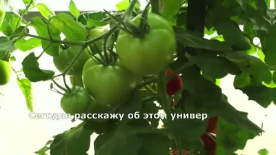 Ранний, вкусный, урожайный – томат Катя F1 - YouTube