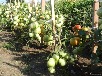 Семена ЗАО \"Семко-Юниор\" томат универсального типа F1 Катя -  «Ультраскороспелый, надежный, урожайный в любое лето - находка для  дачников.» | отзывы