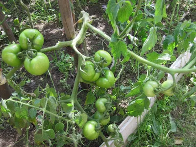 Катя F1 - К — сорта томатов - tomat-pomidor.com - отзывы на форуме | каталог