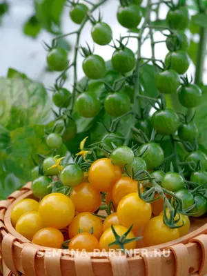 Семена томат от агрофирмы Партнер купить в Минске и почтой по Беларуси
