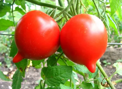 Томат Хали-Гали: характеристика и описание сорта помидора
