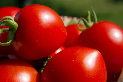 Что сказать про белорусские помидоры Хали-Гали | Дача в Сибири. Только свой  опыт | Дзен