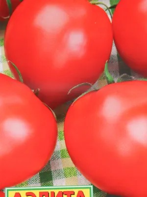 🍅Лучшие сорта томатов для консервации и засолки | Между нами девочками |  Дзен