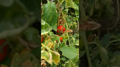 Какие бывают томаты: классификация видов, групп и сортов | На грядке  (Огород.ru)