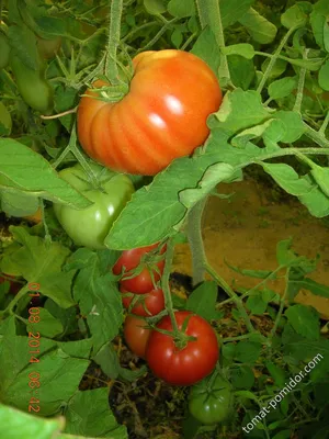 ТОМАТ ОЗАРК САНРАЙЗ (лучшие урожайные сорта томатов) - YouTube