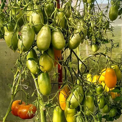 Томат Хали - Гали F1 1 грамм (Элитный Ряд) Семена томата | Интернет магазин  Агро-Качество