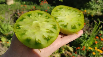 Три зеленых помидора. Какой из томатов действительно оказался сладким |  Огород У-Дачи | Дзен
