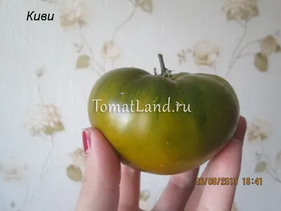 Томат Киви: описание сорта, ОТЗЫВЫ (13), фото, урожайность | tomatland.ru