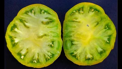 Томат Киви зелено плодный очень вкусный, как киви урожайный - YouTube