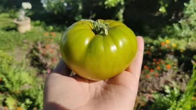 Три зеленых помидора. Какой из томатов действительно оказался сладким |  Огород У-Дачи | Дзен